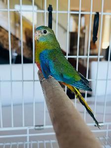 aviary closing / downsizing - Photo 4