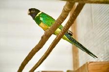aviary closing / downsizing - Photo 5