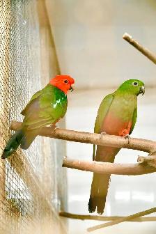 aviary closing / downsizing - Photo 6