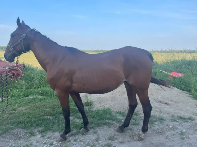 Standardbred Mare