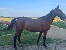Standardbred Mare - Photo 2