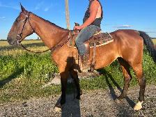 Standardbred Mare - Photo 3