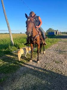 Standardbred Mare - Photo 4