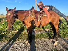 Standardbred Mare - Photo 5