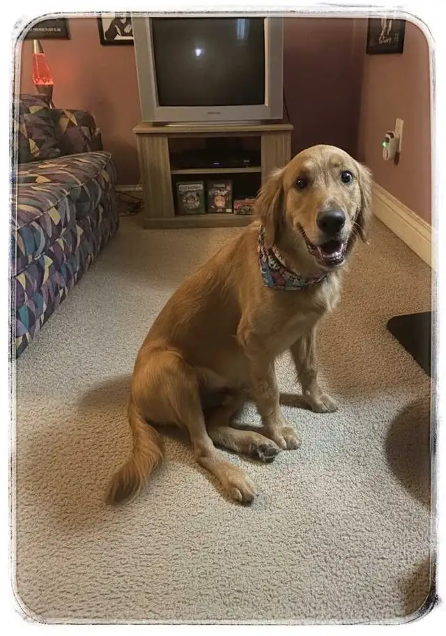 Gorgeous Older Male Golden Retriever Puppy - Read Ad