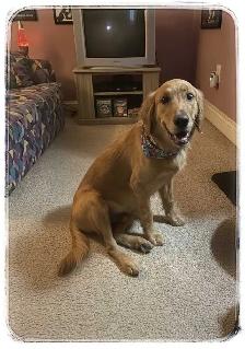 Gorgeous Older Male Golden Retriever Puppy - Read Ad