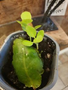 Kalanchoe Miracle plant Leaf of Life - Photo 2