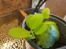 Kalanchoe Miracle plant Leaf of Life - Photo 3
