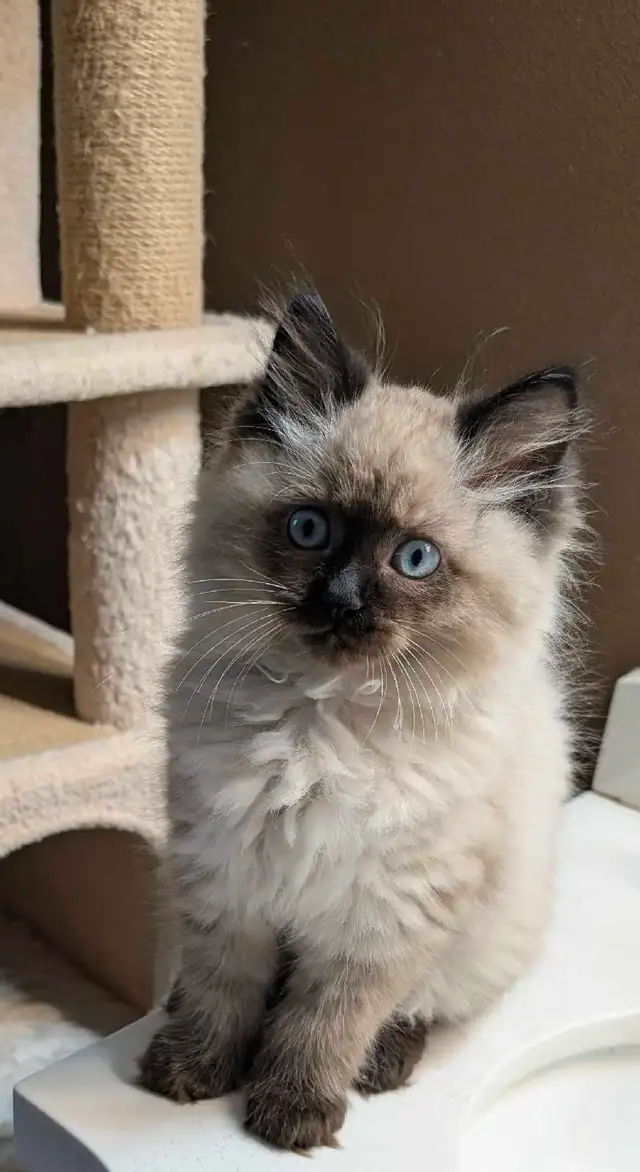 Super Affectionate Male Ragdoll Kitten
