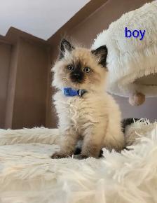 Super Affectionate Male Ragdoll Kitten - Photo 2