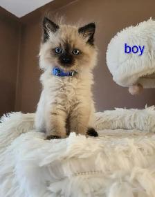 Super Affectionate Male Ragdoll Kitten - Photo 3