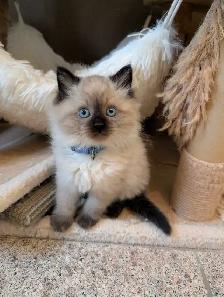 Super Affectionate Male Ragdoll Kitten - Photo 4