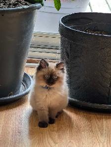 Super Affectionate Male Ragdoll Kitten - Photo 5