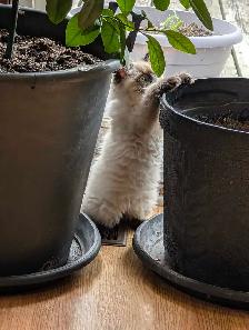 Super Affectionate Male Ragdoll Kitten - Photo 6