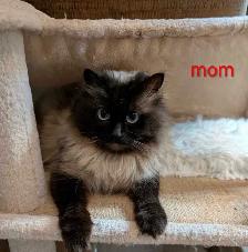 Super Affectionate Male Ragdoll Kitten - Photo 7