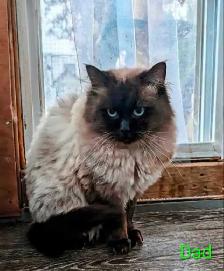 Super Affectionate Male Ragdoll Kitten - Photo 8