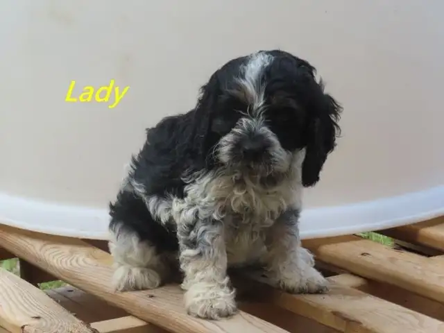 Cockapoo puppies