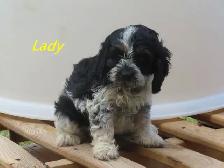 Cockapoo puppies