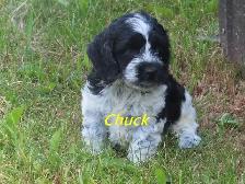 Cockapoo puppies - Photo 2