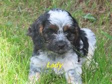 Cockapoo puppies - Photo 3