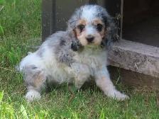 Cockapoo puppies - Photo 4