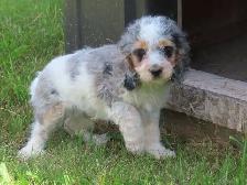 Cockapoo puppies - Photo 5