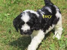 Cockapoo puppies - Photo 6