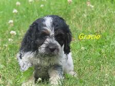 Cockapoo puppies - Photo 7