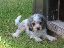 Cockapoo puppies - Photo 8