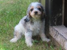 Cockapoo puppies - Photo 9