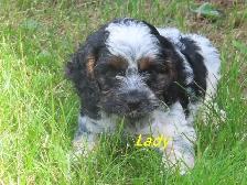 Cockapoo puppies - Photo 10