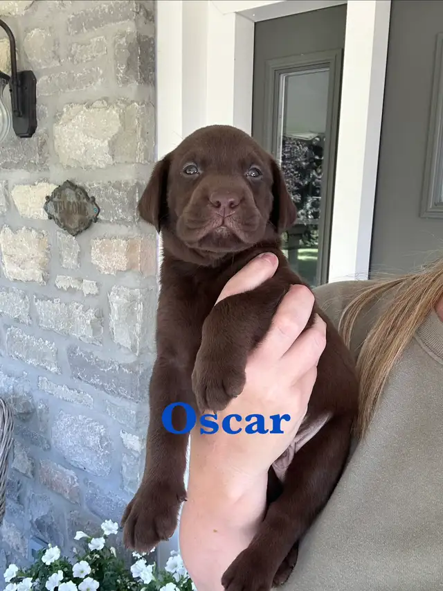 Beautiful Black, Chocolate & Red Lab Puppies for Sale