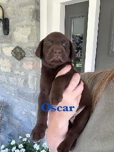 Beautiful Black, Chocolate & Red Lab Puppies for Sale