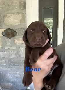 Beautiful Black, Chocolate & Red Lab Puppies for Sale - Photo 2