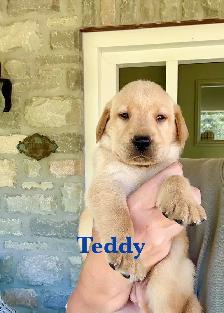 Beautiful Black, Chocolate & Red Lab Puppies for Sale - Photo 3