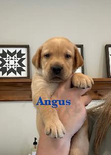 Beautiful Black, Chocolate & Red Lab Puppies for Sale - Photo 4