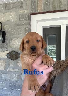 Beautiful Black, Chocolate & Red Lab Puppies for Sale - Photo 5