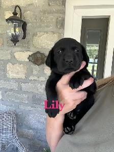 Beautiful Black, Chocolate & Red Lab Puppies for Sale - Photo 6