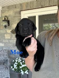 Beautiful Black, Chocolate & Red Lab Puppies for Sale - Photo 7