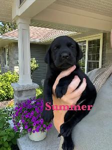 Beautiful Black, Chocolate & Red Lab Puppies for Sale - Photo 8