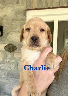Beautiful Black, Chocolate & Red Lab Puppies for Sale - Photo 9