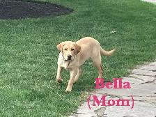 Beautiful Black, Chocolate & Red Lab Puppies for Sale - Photo 10