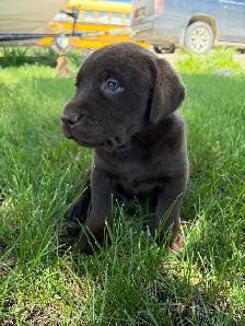 Labrador Retriever Puppies