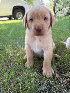 Labrador Retriever Puppies - Photo 2