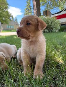 Labrador Retriever Puppies - Photo 3