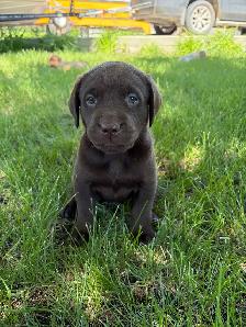 Labrador Retriever Puppies - Photo 4