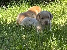 Labrador Retriever Puppies - Photo 5