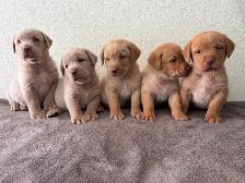 Labrador Retriever Puppies - Photo 6
