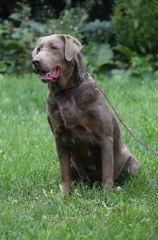 Labrador Retriever Puppies - Photo 7