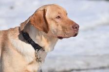Labrador Retriever Puppies - Photo 8